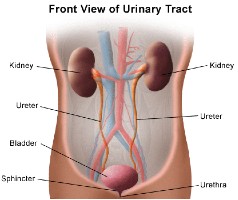 Urinary Tract Diagram